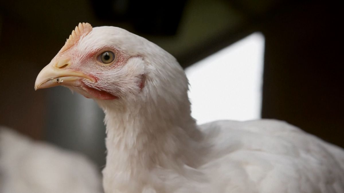 Plán EU na větší komfort pro kuřata zpomaluje. Východ Evropy je proti